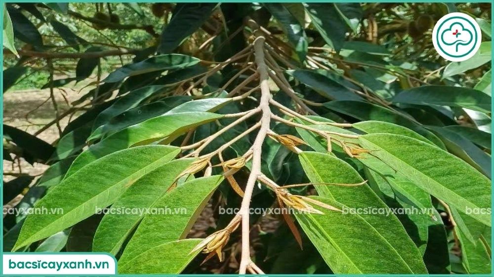 Sầu riêng đi đọt trong giai đoạn nuôi trái